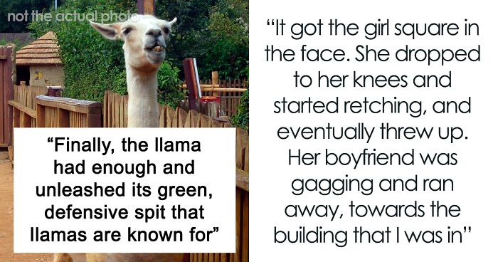 “The Llama Had Enough”: Zoo Keeper’s “Lesson” Sparks Parental Outrage