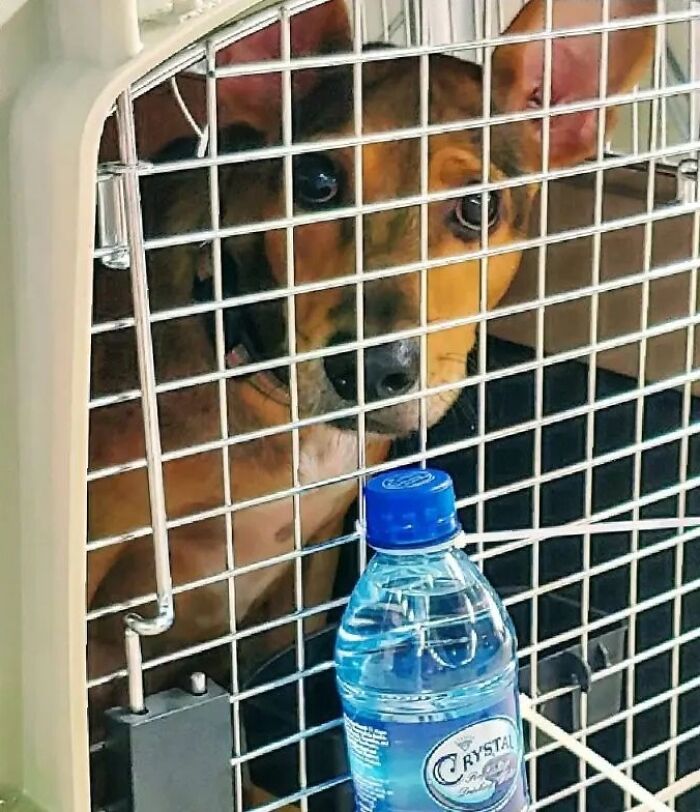 Starving dog rescued from remote island in Belize, inside a cage with a water bottle in front. Starving dog rescued from remote island in Belize, inside a cage with a water bottle in front.