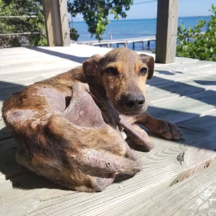 Starving dog on a wooden deck in Belize, looking towards the camera with the ocean in the background. Starving dog on a wooden deck in Belize, looking towards the camera with the ocean in the background.