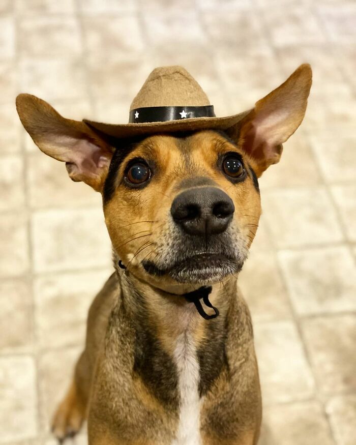 Dog with a brown hat looking up, related to a rescue story from a remote island in Belize. Dog with a brown hat looking up, related to a rescue story from a remote island in Belize.