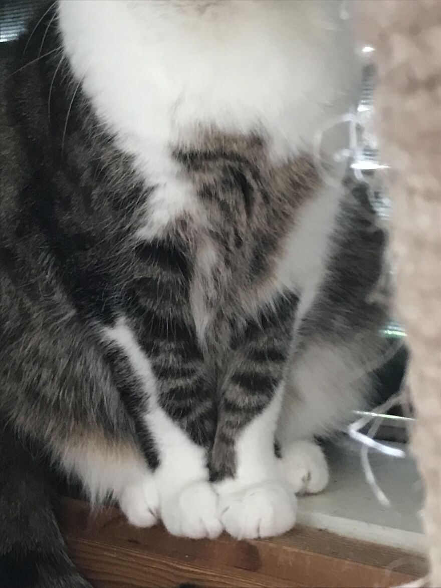 Rescue Cat Oili With Heart(S) 6 Months And Now 6 Years Rescue Cat Oili With Heart(S) 6 Months And Now 6 Years