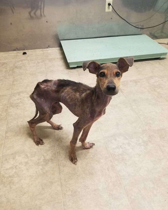 Starving dog from remote island in Belize standing on a tiled floor, showing signs of malnutrition. Starving dog from remote island in Belize standing on a tiled floor, showing signs of malnutrition.