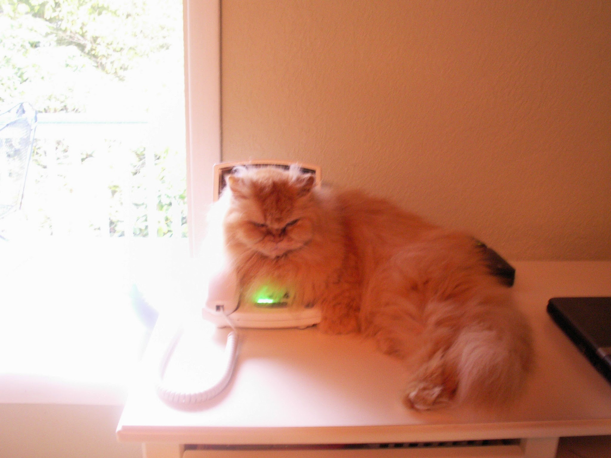 My Cat Loves Tty Telephone