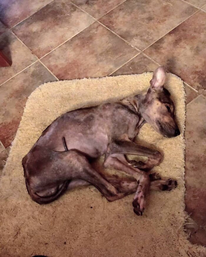 Starving dog rescued from remote island in Belize, sleeping on a beige rug. Starving dog rescued from remote island in Belize, sleeping on a beige rug.