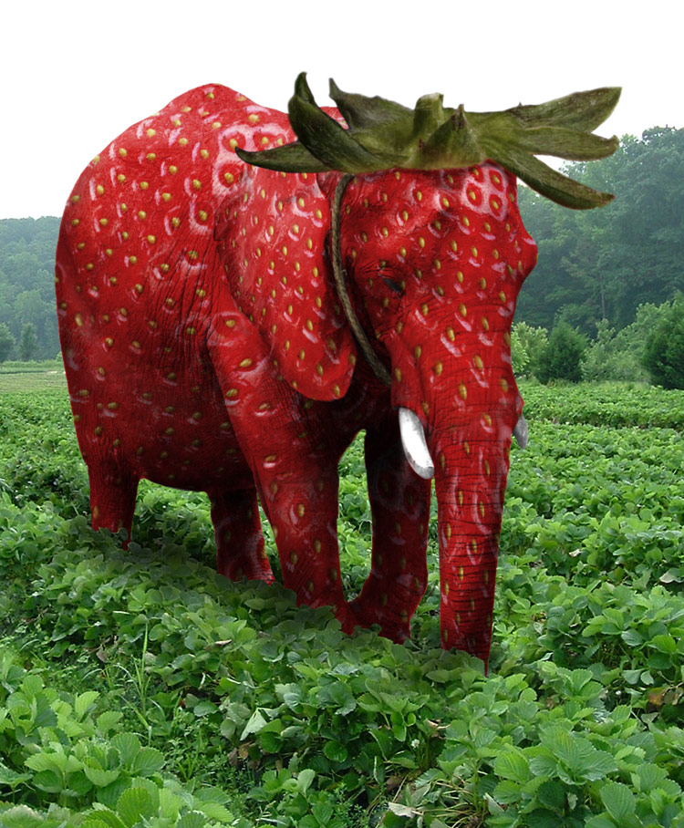 Arabic strawberry elephant Arabic strawberry elephant