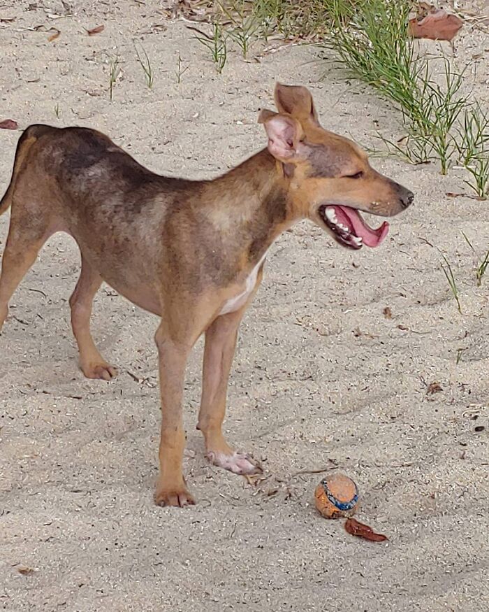 Rescued starving dog on a sandy beach in Belize, standing with a ball nearby, appearing relieved and relaxed. Rescued starving dog on a sandy beach in Belize, standing with a ball nearby, appearing relieved and relaxed.
