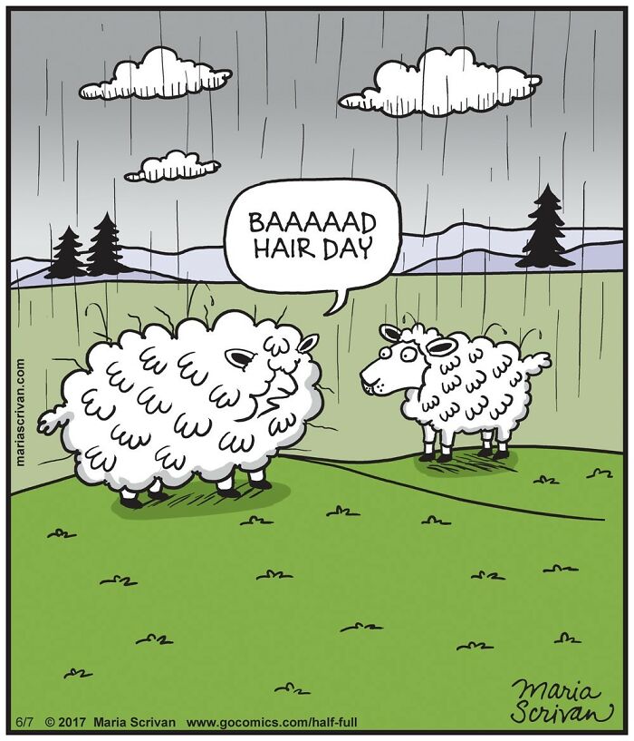 Cartoon showing funny characters, two sheep in the rain with one saying "BAAAAAD HAIR DAY" in a humorous comic scene.