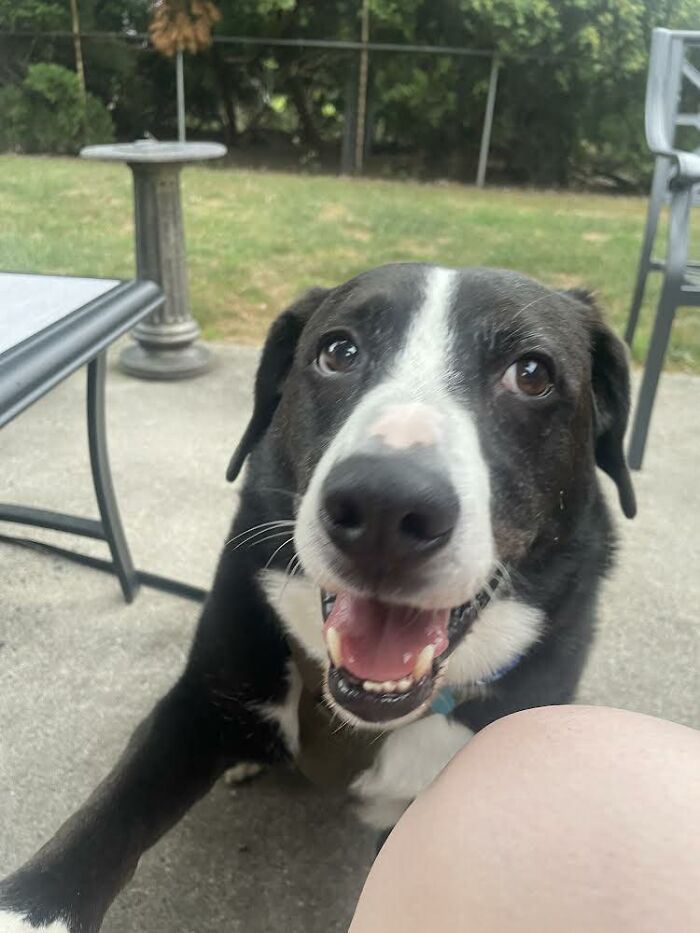 Through The Shelter Doors One Last Time: Family Returns ‘Heartbroken’ Dog to Shelter After 8 Years Through The Shelter Doors One Last Time: Family Returns ‘Heartbroken’ Dog to Shelter After 8 Years