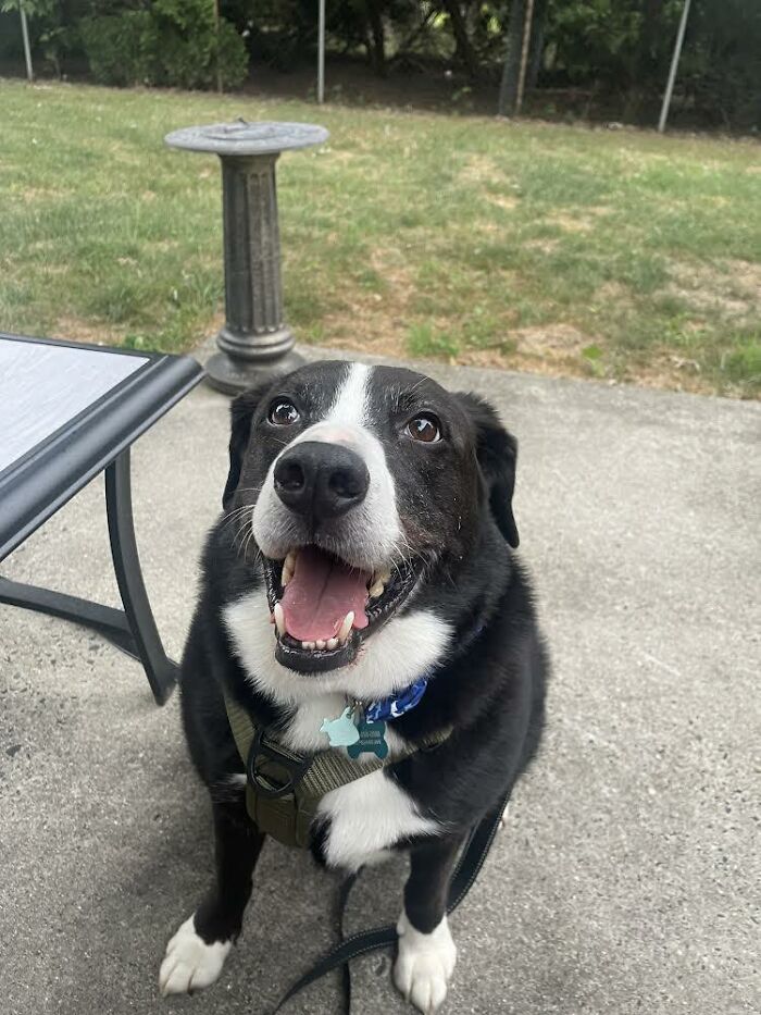 Through The Shelter Doors One Last Time: Family Returns ‘Heartbroken’ Dog to Shelter After 8 Years Through The Shelter Doors One Last Time: Family Returns ‘Heartbroken’ Dog to Shelter After 8 Years