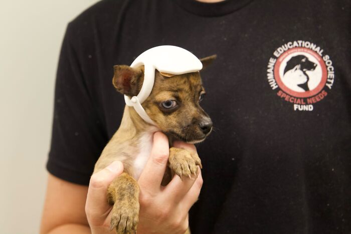 Pup With A Rare And Dangerous Condition Gets A Custom 3D Printed Helmet To Protect Him Pup With A Rare And Dangerous Condition Gets A Custom 3D Printed Helmet To Protect Him