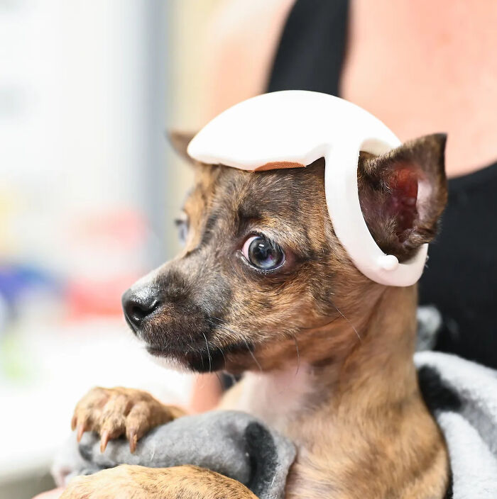 Pup With A Rare And Dangerous Condition Gets A Custom 3D Printed Helmet To Protect Him Pup With A Rare And Dangerous Condition Gets A Custom 3D Printed Helmet To Protect Him