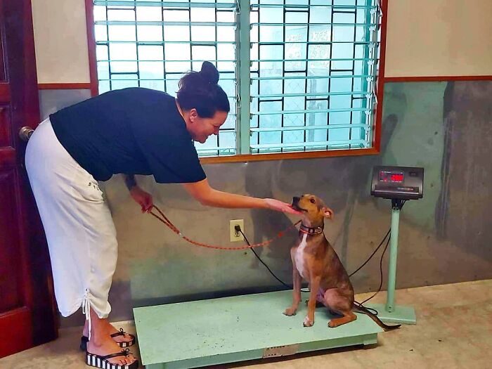 Woman helping a rescued dog on a scale, highlighting a heartwarming rescue from a remote island in Belize. Woman helping a rescued dog on a scale, highlighting a heartwarming rescue from a remote island in Belize.