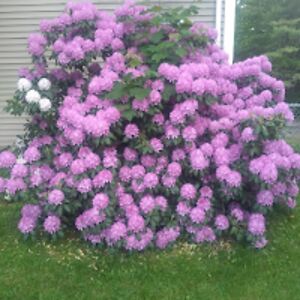 deborahtaylor_2 avatar