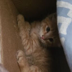 leeloodallas_1 avatar