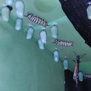 thomass_johnson avatar