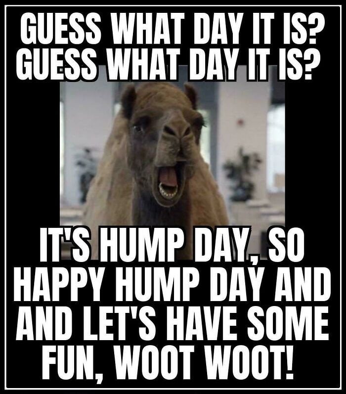 30 Hump Day Memes That Perfectly Describe Your Wednesday Bored Panda 30 Hump Day Memes That Perfectly Describe Your Wednesday Bored Panda