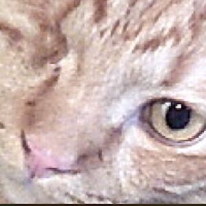 alisterjamesajmiazga avatar