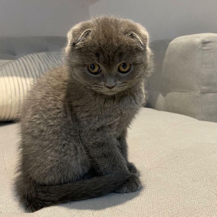 Cute Scottish Folds Cats Lipstick Alley