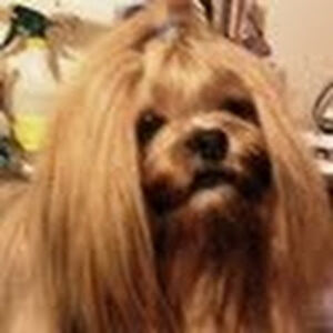 suzanneporter avatar