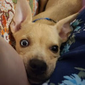 lotusblossoms avatar