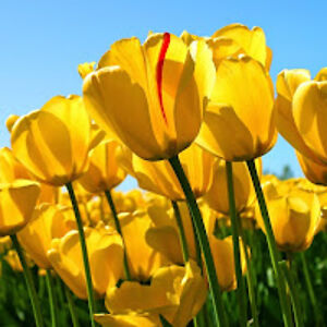 amandawebster_1 avatar