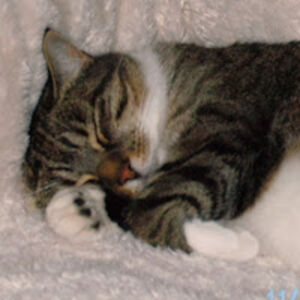 karenavendano avatar