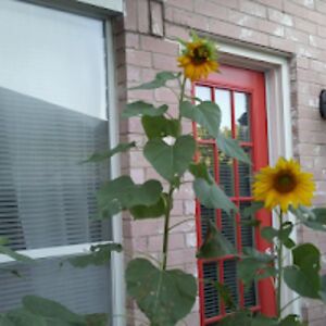 cassandralorenzo avatar