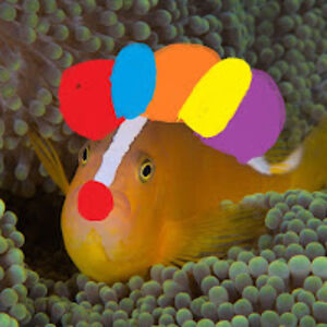 planetclownfishbrain avatar