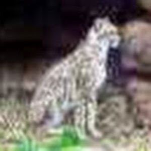 billroboldbill avatar