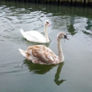 evazapletalova avatar