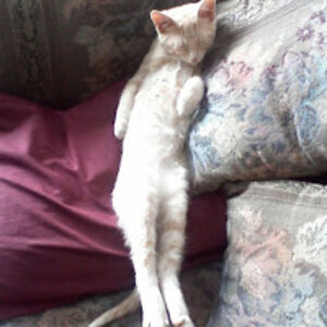 grantguenther avatar