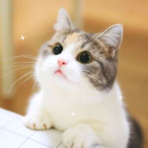 nataliesitton avatar