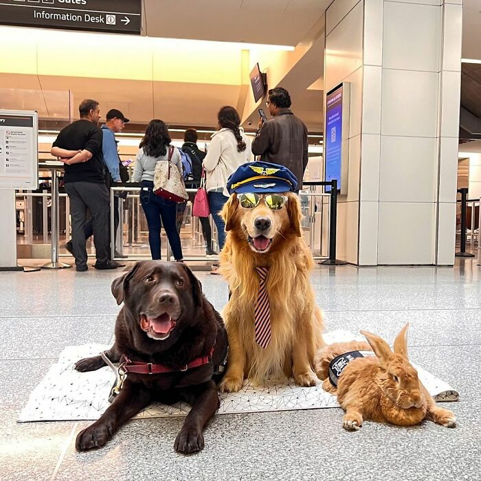 Meet Duke Ellington - A Therapy Cat Who Helps With Anxiety In San Francisco International Airport Meet Duke Ellington - A Therapy Cat Who Helps With Anxiety In San Francisco International Airport