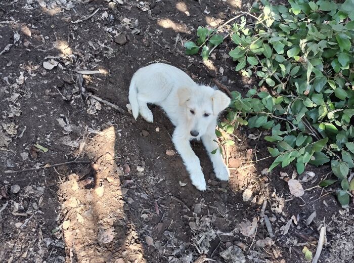 A Woman Lays Her Dear Old Dog To Rest When Suddenly Abandoned Puppy Appears Out Of Nowhere A Woman Lays Her Dear Old Dog To Rest When Suddenly Abandoned Puppy Appears Out Of Nowhere