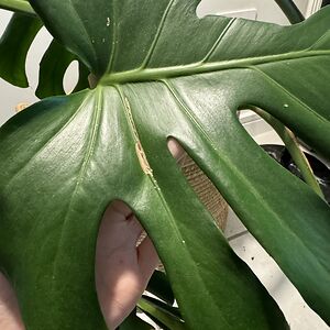 africanstardust avatar