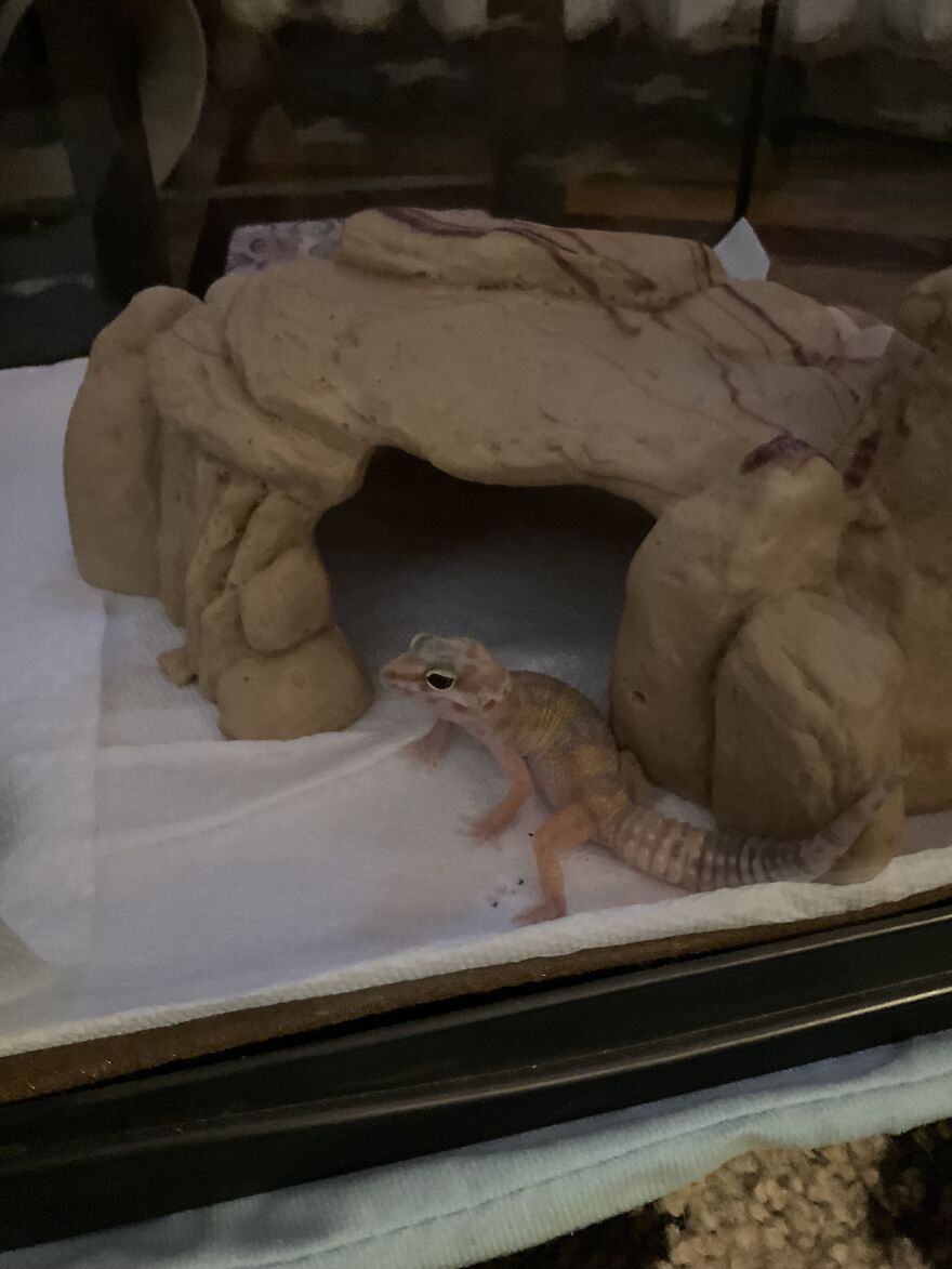 Cute Leopard Gecko Cute Leopard Gecko