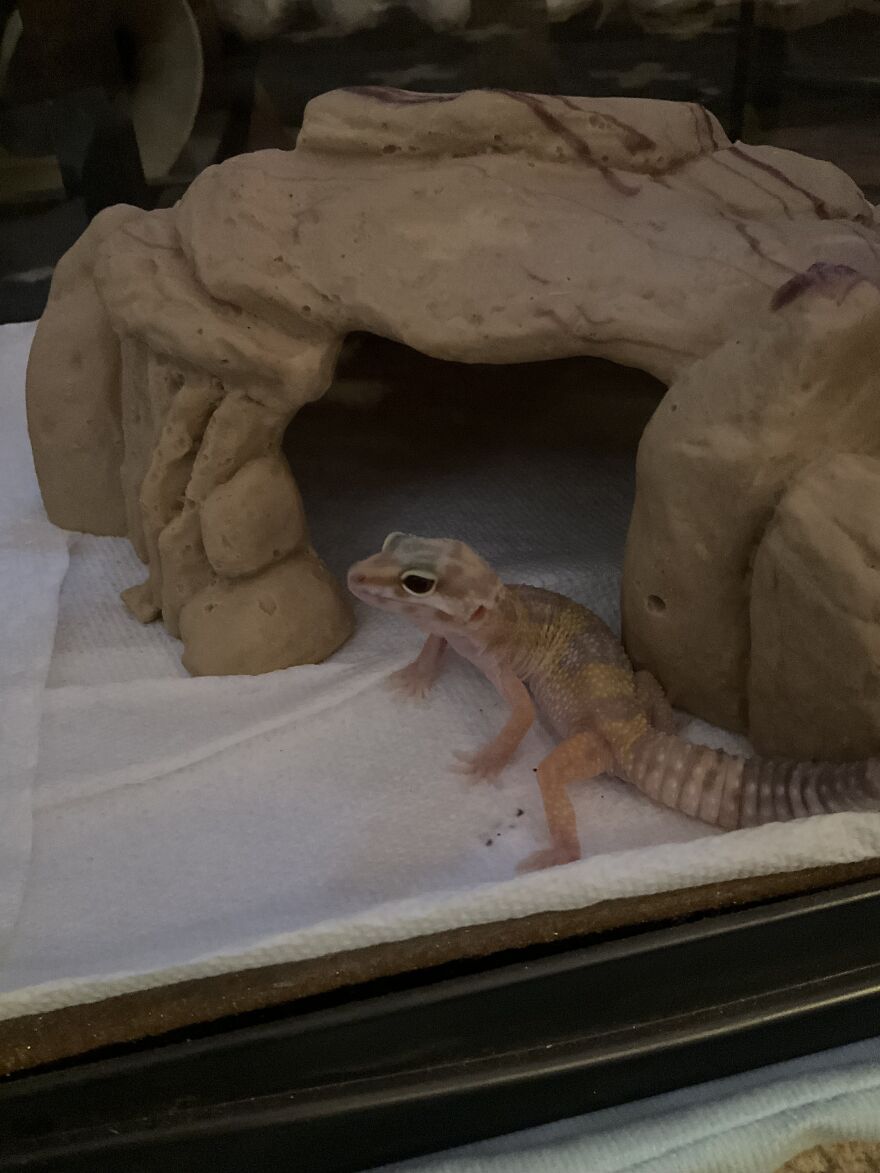 Cute Leopard Gecko Cute Leopard Gecko