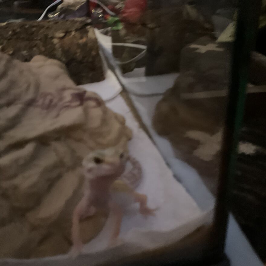 Cute Leopard Gecko Cute Leopard Gecko