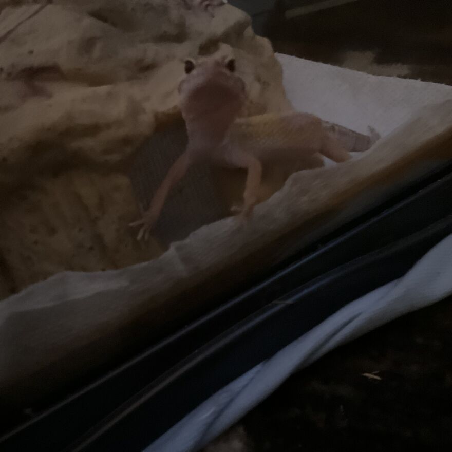 Cute Leopard Gecko Cute Leopard Gecko