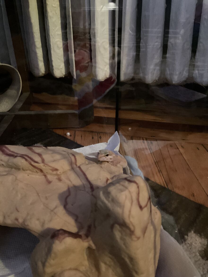 Cute Leopard Gecko Cute Leopard Gecko