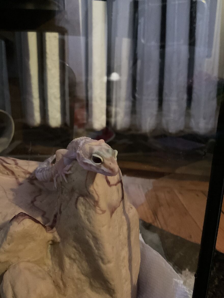 Cute Leopard Gecko Cute Leopard Gecko