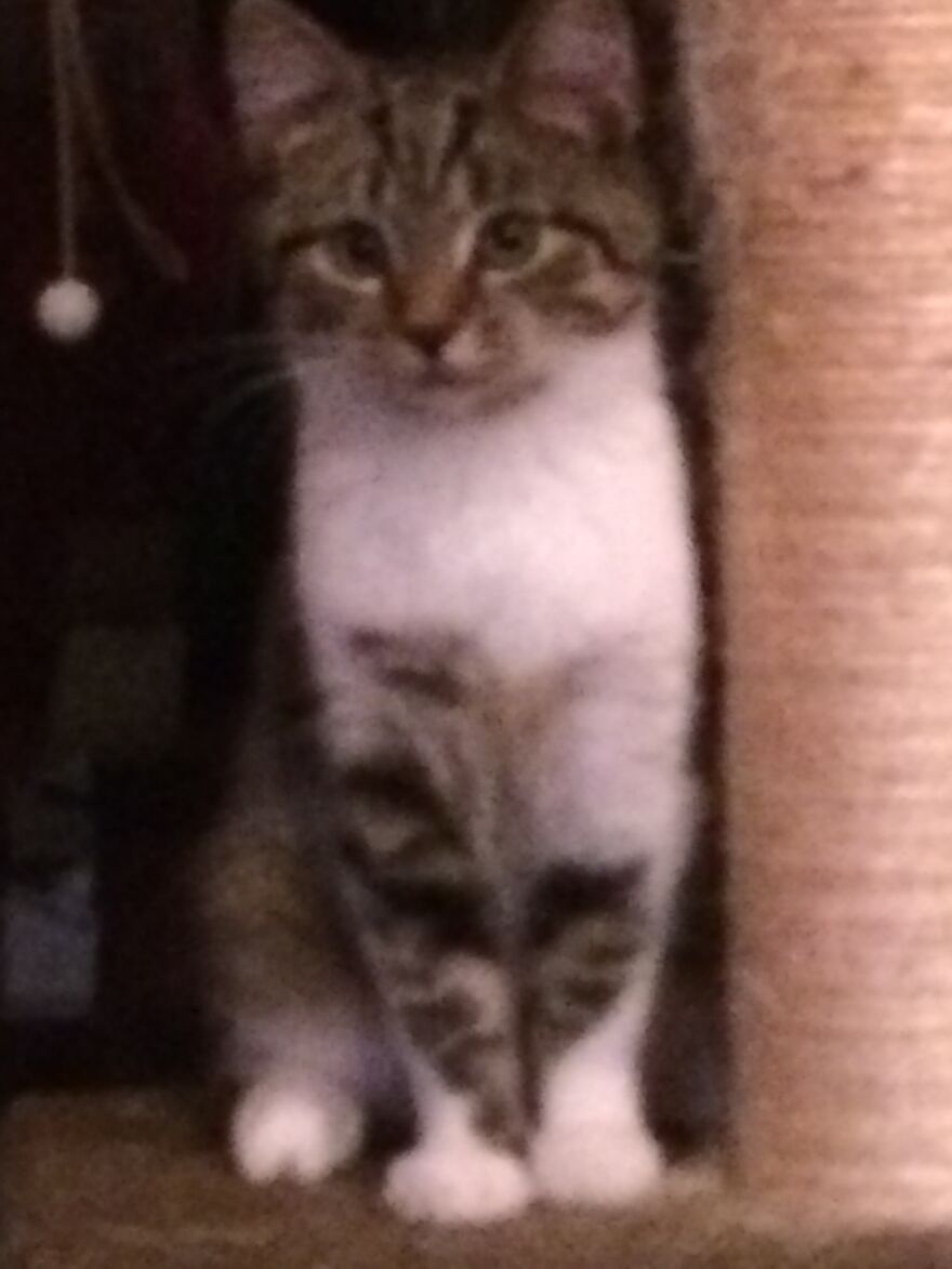 Rescue Cat Oili With Heart(S) 6 Months And Now 6 Years Rescue Cat Oili With Heart(S) 6 Months And Now 6 Years