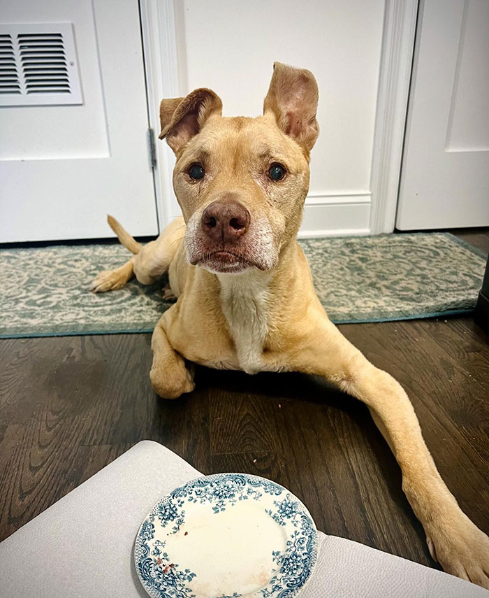 Sarma Melngailis Says She “Wasn’t Expecting” To Lose Her Dog Which She Sought Immortality For Sarma Melngailis Says She “Wasn’t Expecting” To Lose Her Dog Which She Sought Immortality For