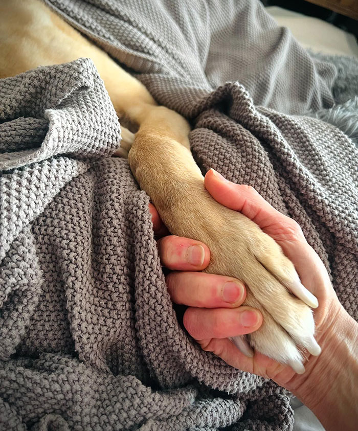 Sarma Melngailis Says She “Wasn’t Expecting” To Lose Her Dog Which She Sought Immortality For Sarma Melngailis Says She “Wasn’t Expecting” To Lose Her Dog Which She Sought Immortality For