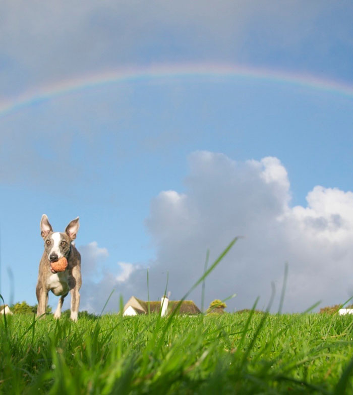 Sarma Melngailis Says She “Wasn’t Expecting” To Lose Her Dog Which She Sought Immortality For Sarma Melngailis Says She “Wasn’t Expecting” To Lose Her Dog Which She Sought Immortality For