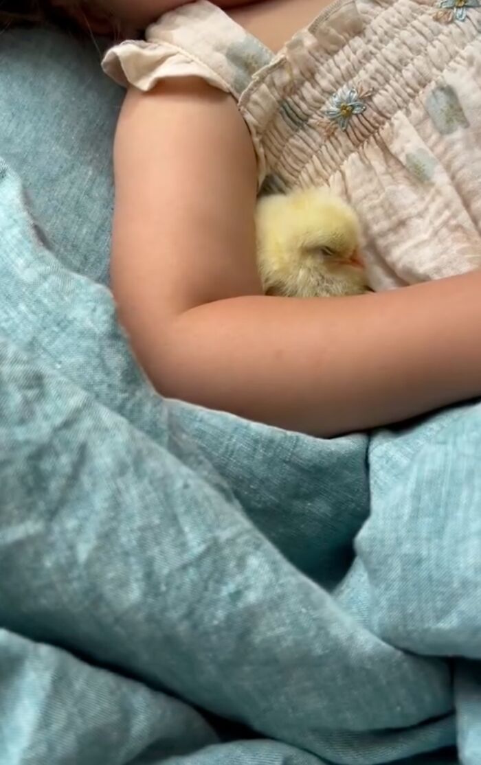 Woman Captures The Unconditional Love Between Her 3-Year-Old Daughter And Baby Ducklings Woman Captures The Unconditional Love Between Her 3-Year-Old Daughter And Baby Ducklings