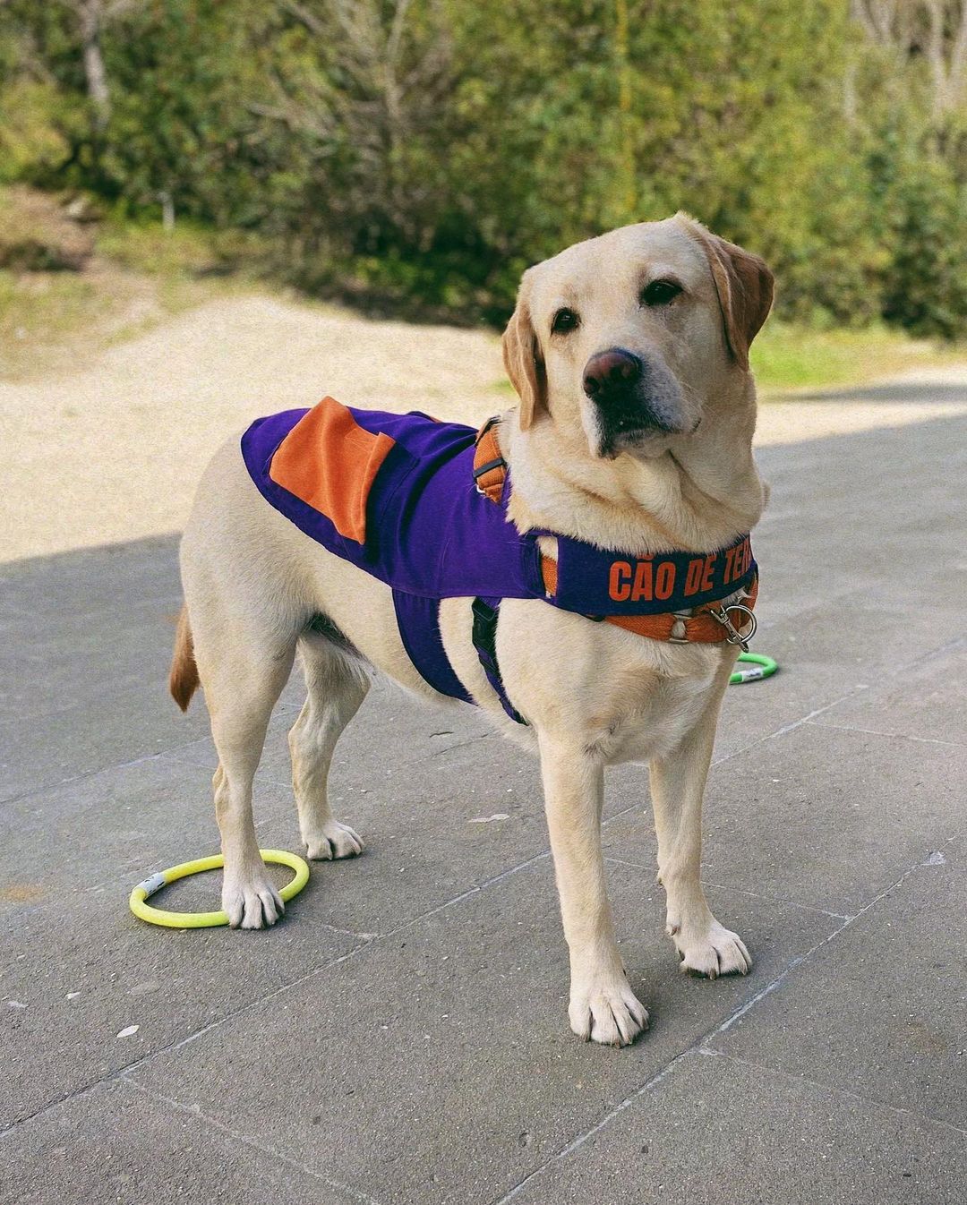 Meet Duke Ellington - A Therapy Cat Who Helps With Anxiety In San Francisco International Airport Meet Duke Ellington - A Therapy Cat Who Helps With Anxiety In San Francisco International Airport