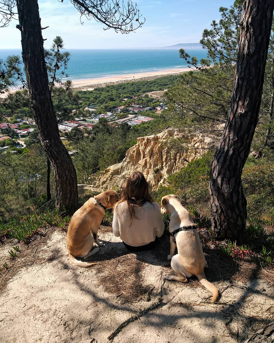 Meet Duke Ellington - A Therapy Cat Who Helps With Anxiety In San Francisco International Airport Meet Duke Ellington - A Therapy Cat Who Helps With Anxiety In San Francisco International Airport