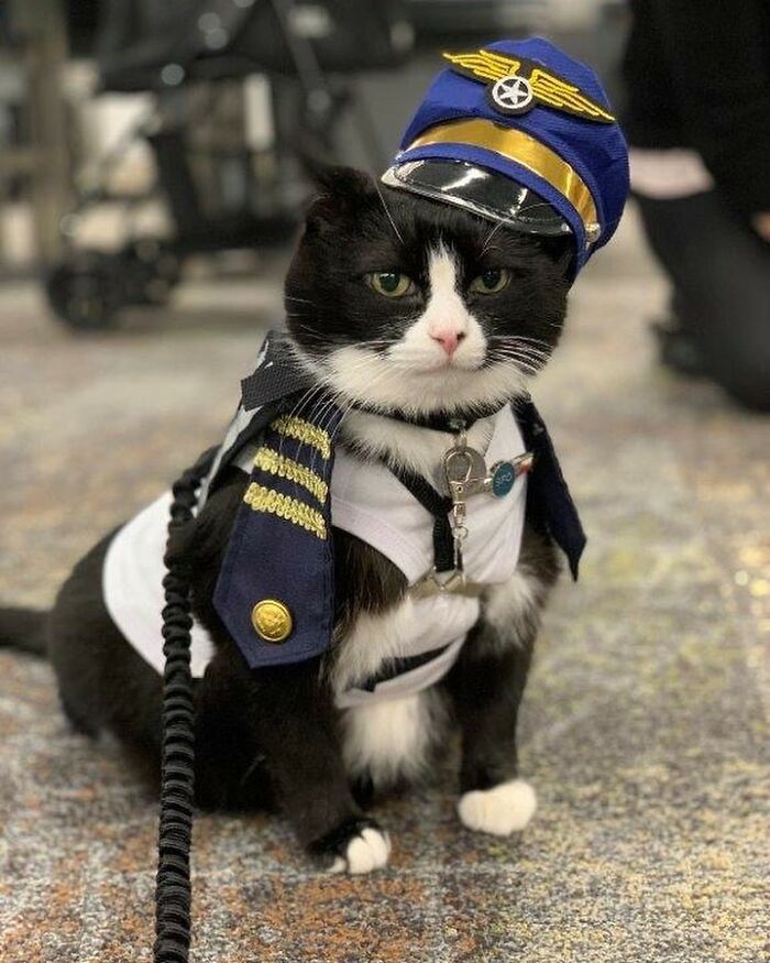 Meet Duke Ellington - A Therapy Cat Who Helps With Anxiety In San Francisco International Airport Meet Duke Ellington - A Therapy Cat Who Helps With Anxiety In San Francisco International Airport