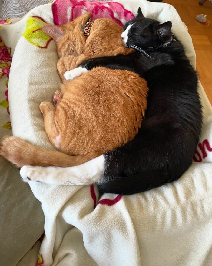 Meet Duke Ellington - A Therapy Cat Who Helps With Anxiety In San Francisco International Airport Meet Duke Ellington - A Therapy Cat Who Helps With Anxiety In San Francisco International Airport